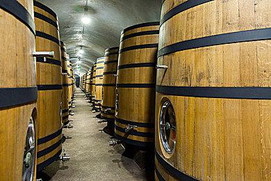 TGS 2021：《成长物语：永恒树之歌》实机演示